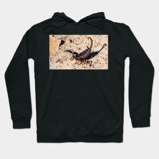 Scorpion. Hoodie